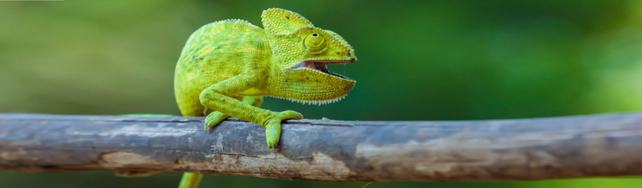 Green Chameleon on a Branch